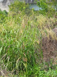 Photo 8 of Sorghum bicolor