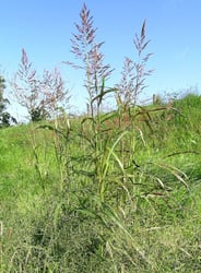 Photo 3 of Sorghum halepense