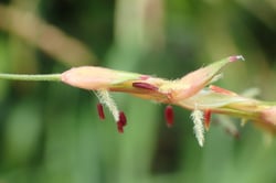 Photo 5 of Sorghum halepense