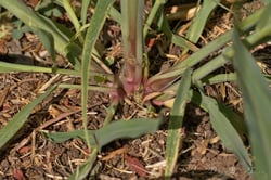 Photo 6 of Sorghum halepense