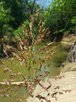 Photo 1 of Sorghum halepense