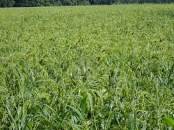 Photo 8 of Sorghum halepense