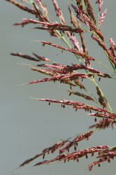 Photo 2 of Sorghum halepense