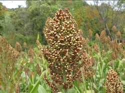 Photo 9 of Sorghum spp.