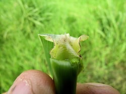 Photo 8 of Sorghum spp.
