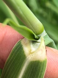 Photo 5 of Sorghum spp.