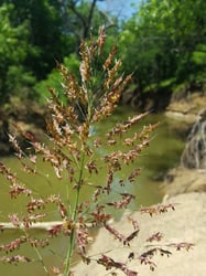 Photo 2 of Sorghum spp.
