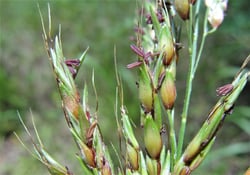 Photo 3 of Sorghum sudanense