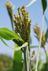 Photo 2 of Sorghum sudanense