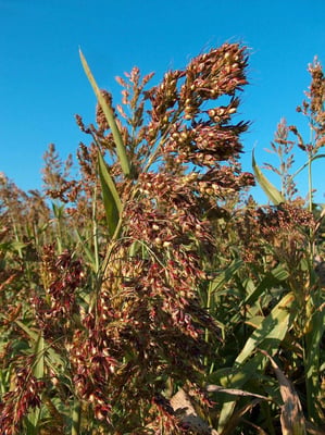 Photo 1 of Sorghum sudanense