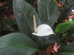Photo 4 of Spathiphyllum spp.