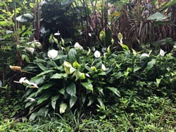 Photo 7 of Spathiphyllum spp.