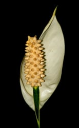 Photo 2 of Spathiphyllum spp.
