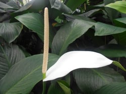 Photo 9 of Spathiphyllum spp.