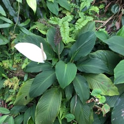 Photo 3 of Spathiphyllum spp.