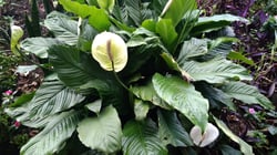 Photo 6 of Spathiphyllum spp.