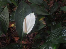 Photo 8 of Spathiphyllum spp.