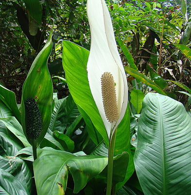 Photo 1 of Spathiphyllum spp.