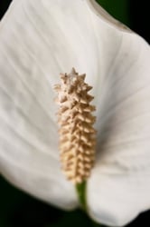 Photo 5 of Spathiphyllum spp.