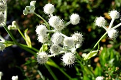Photo 3 of Sphenosciadium capitellatum