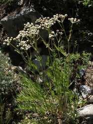 Photo 2 of Sphenosciadium capitellatum