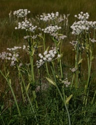 Photo 5 of Sphenosciadium capitellatum