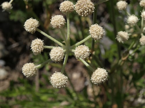 Photo 1 of Sphenosciadium capitellatum