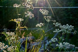 Photo 4 of Sphenosciadium capitellatum