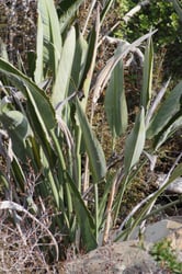 Photo 3 of Strelitzia reginae