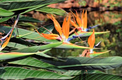 Photo 6 of Strelitzia reginae