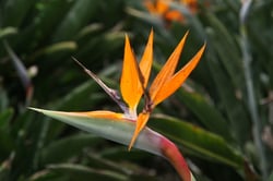Photo 5 of Strelitzia reginae