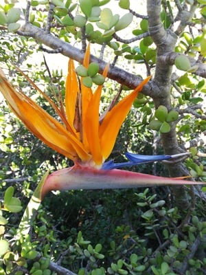 Photo 1 of Strelitzia reginae