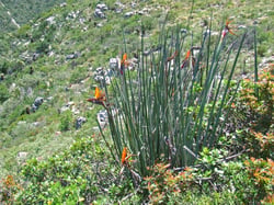 Photo 9 of Strelitzia reginae