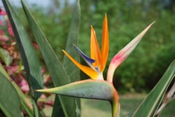 Photo 2 of Strelitzia reginae