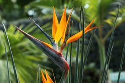 Photo 8 of Strelitzia reginae