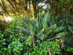 Photo 7 of Strelitzia reginae