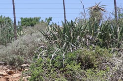Photo 4 of Strelitzia reginae