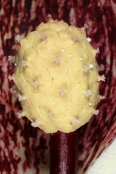 Photo 2 of Symplocarpus foetidus