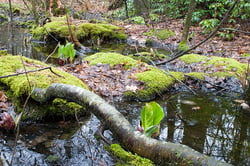 Photo 7 of Symplocarpus foetidus