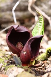 Photo 9 of Symplocarpus foetidus