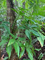 Photo 8 of Syngonium podophyllum