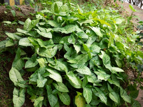 Photo 1 of Syngonium podophyllum