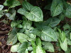 Photo 6 of Syngonium podophyllum