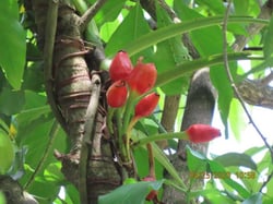Photo 5 of Syngonium podophyllum