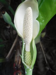 Photo 3 of Syngonium podophyllum