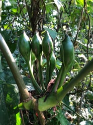 Photo 4 of Syngonium podophyllum