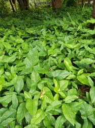 Photo 2 of Syngonium podophyllum