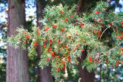 Photo 7 of Taxus cuspidata