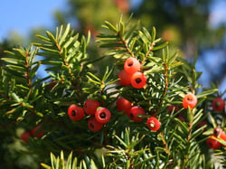 Photo 3 of Taxus cuspidata