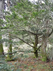 Photo 2 of Taxus cuspidata